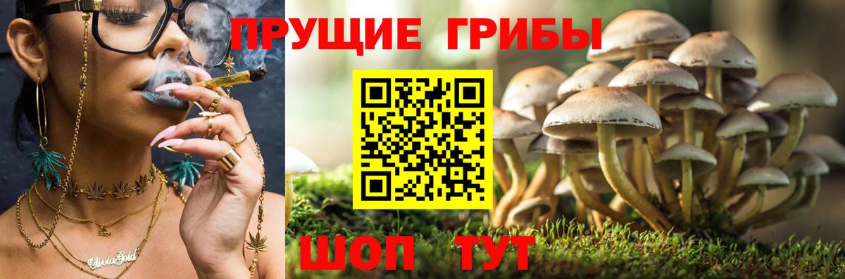 Галлюциногенные грибы Psilocybine cubensis  Вход с VPN  Карпинск 